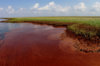 oil_in_marshes..jpg