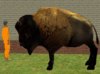 fatterbuffalo-2.jpg