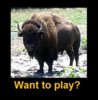 buffalo want to play.jpg