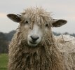 Cotswold_Sheep_(cropped).JPG