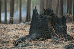 burnt-tree-trunk-juli-scalzi.jpg
