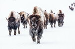 bison-buffalo-group-herd-preview.jpg