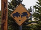 bison road sign.jpg